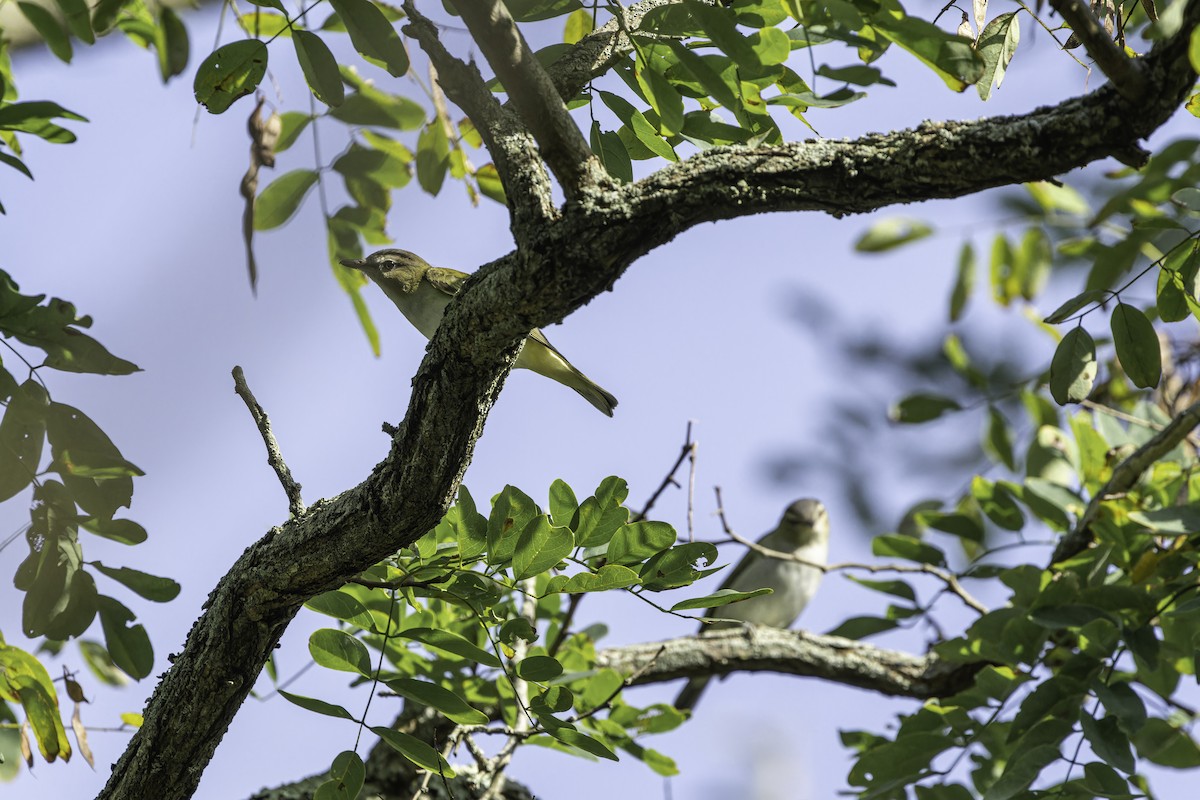 Red-eyed Vireo - ML623960732