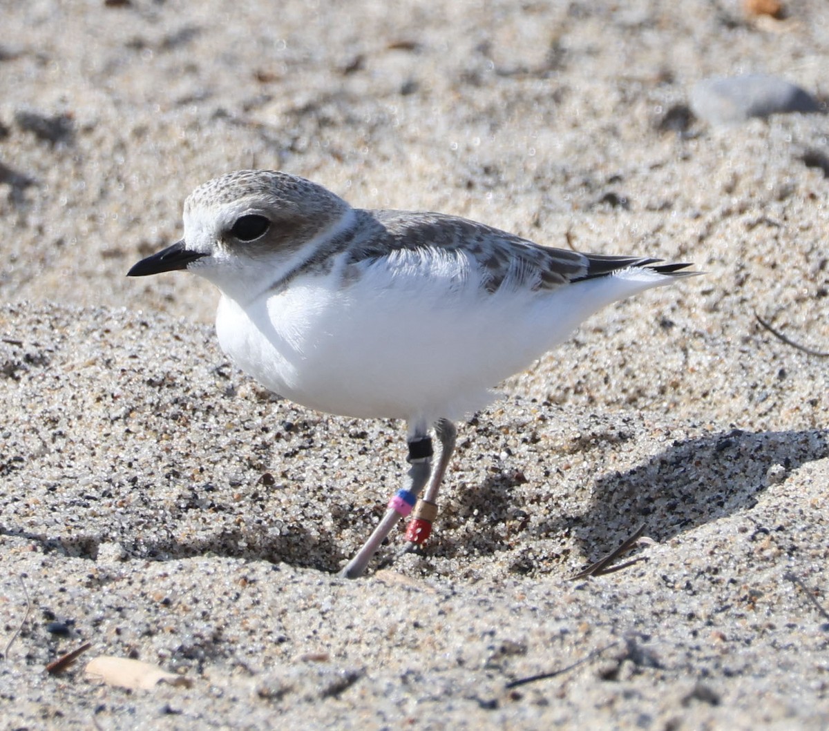 Snowy Plover - Diane Etchison