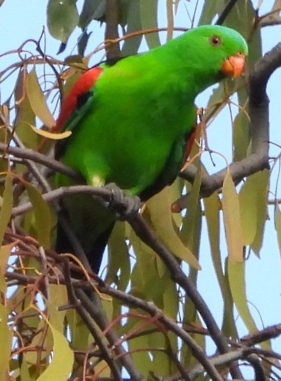 Red-winged Parrot - ML623960737