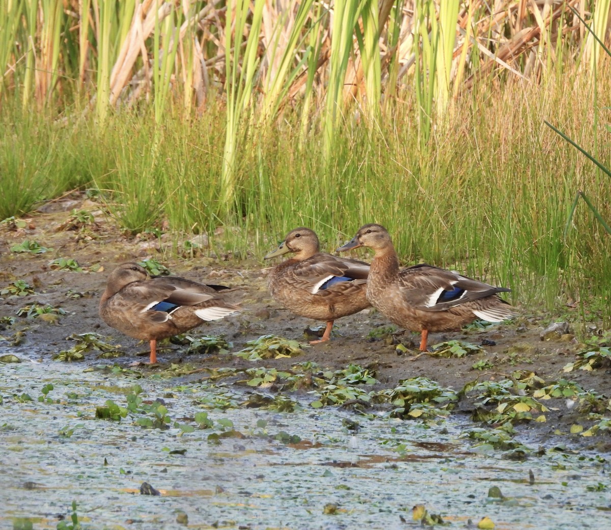 Mallard - ML623960744