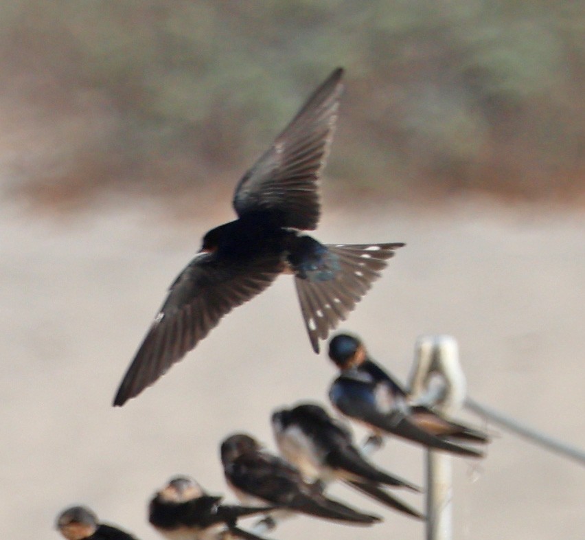 Golondrina Común - ML623960751