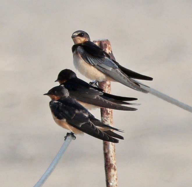 Barn Swallow - Diane Etchison