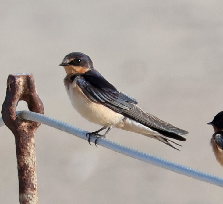 Golondrina Común - ML623960753