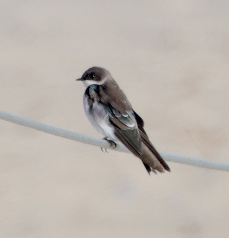 Golondrina Bicolor - ML623960758