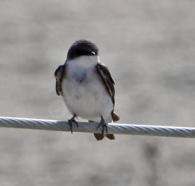 Golondrina Bicolor - ML623960760