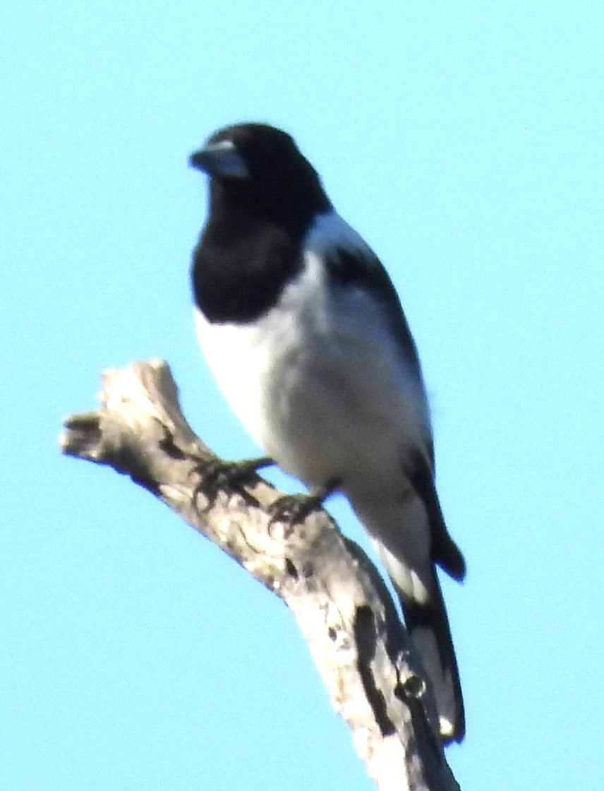 Pied Butcherbird - ML623960767