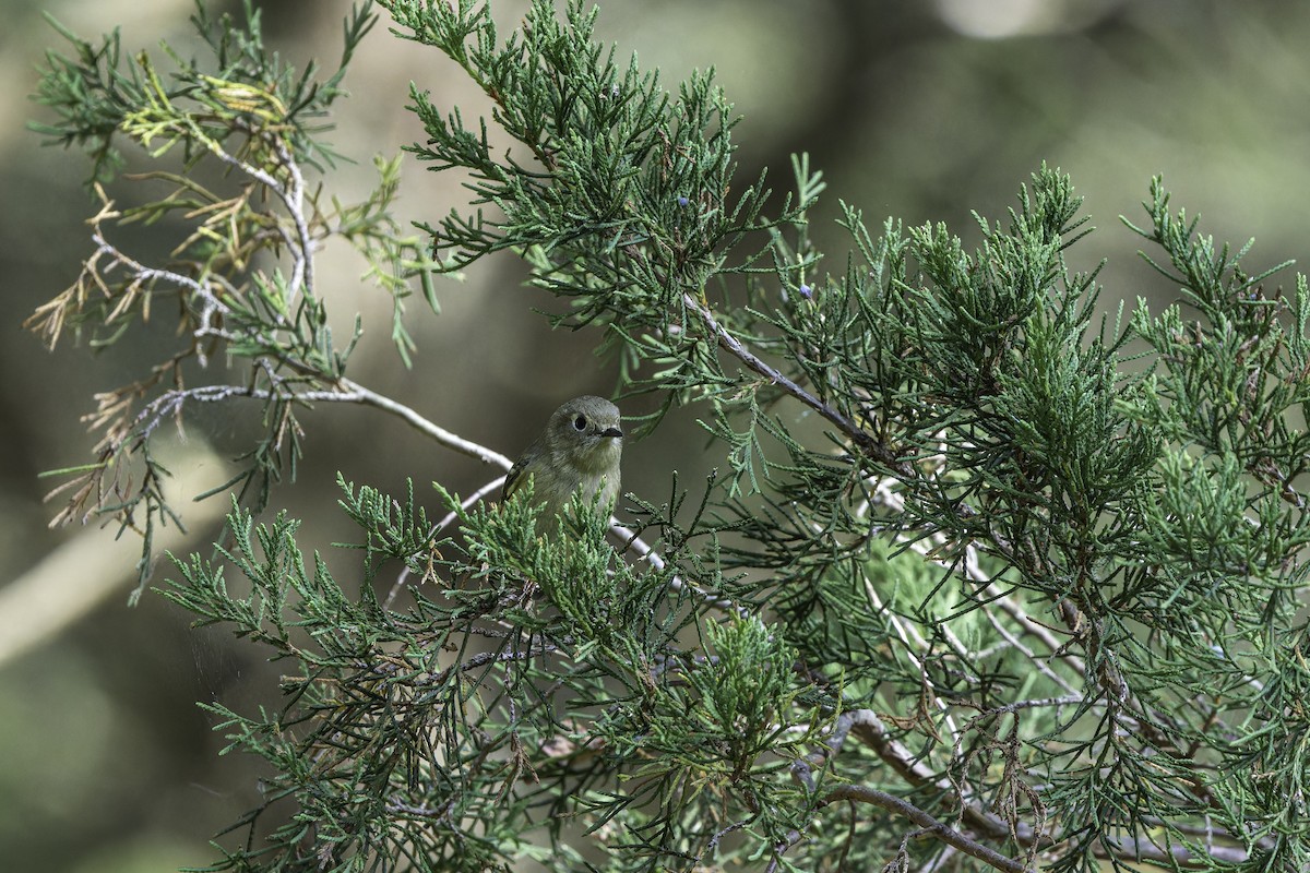 Ruby-crowned Kinglet - Anonymous