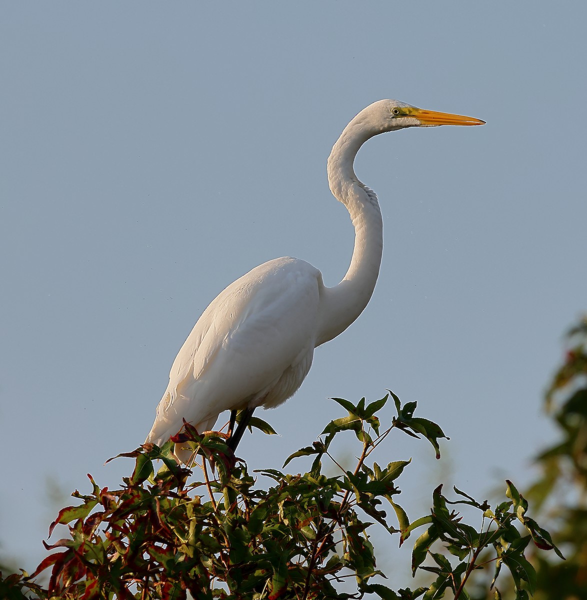 Great Egret - ML623960769