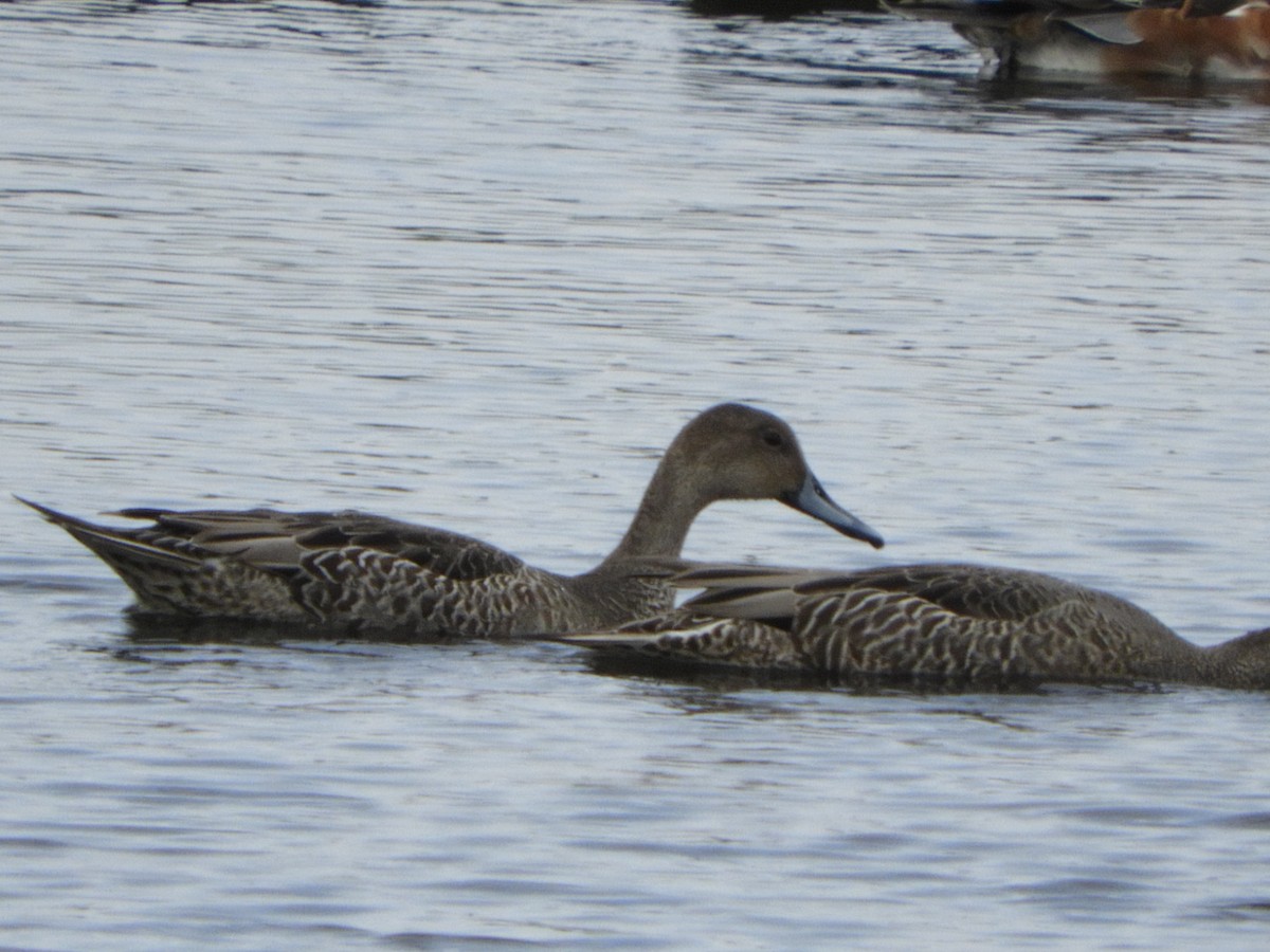 Northern Pintail - ML623960770