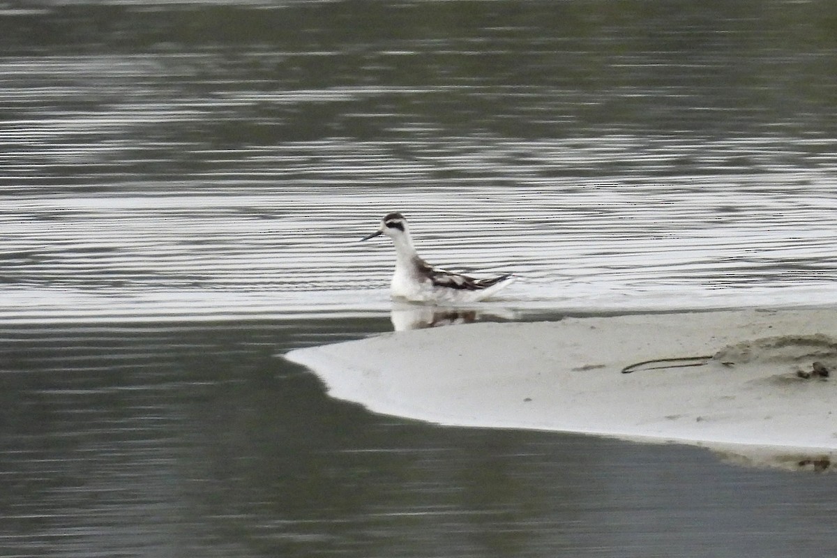 Red-necked Phalarope - ML623960771