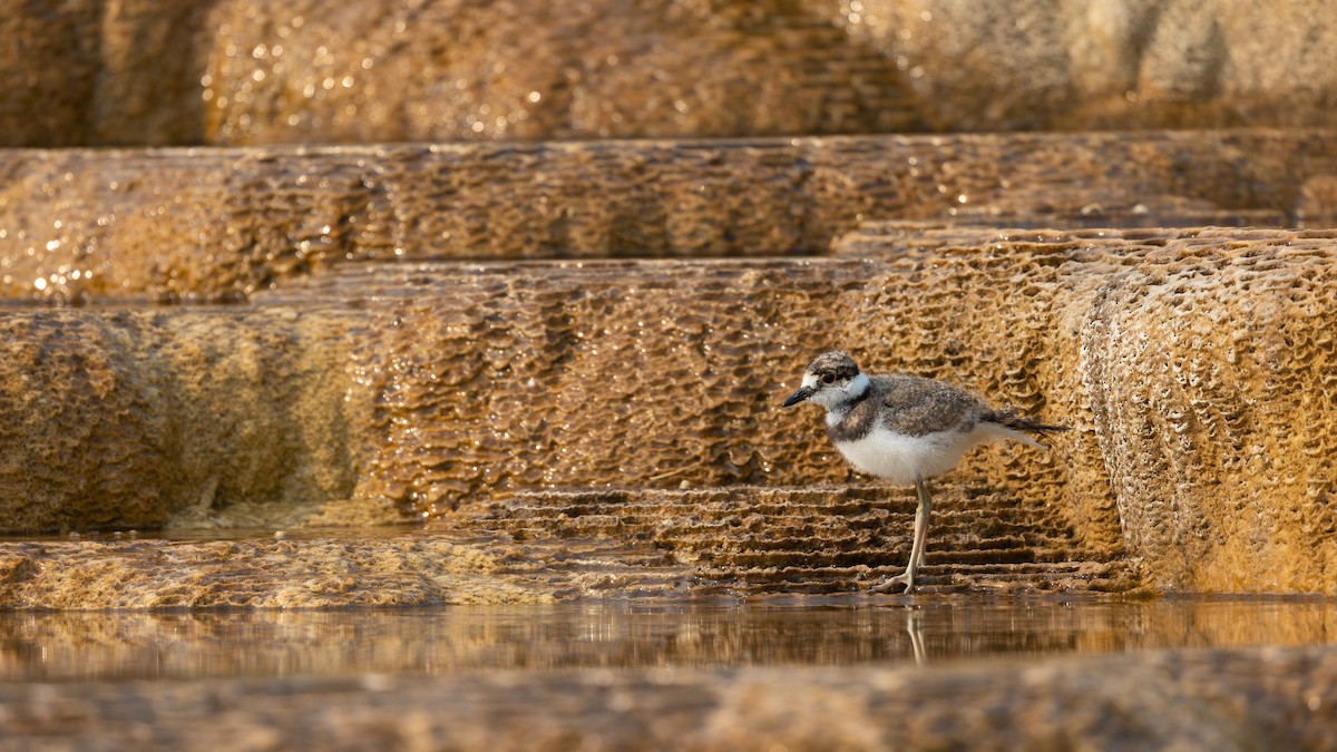 Killdeer - ML623960782