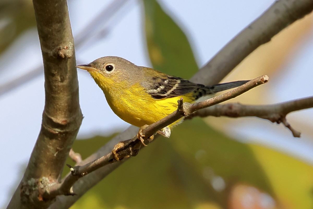 Magnolia Warbler - ML623960783