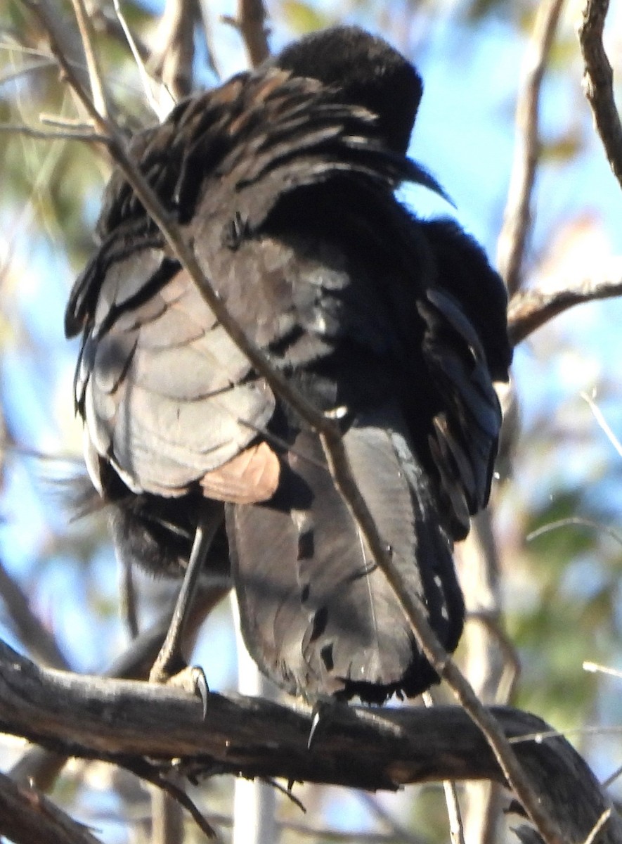 Pied Currawong - ML623960786