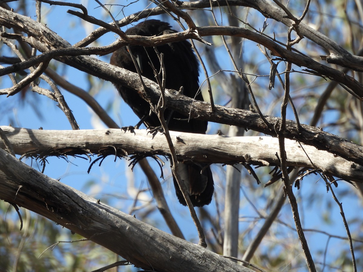 Pied Currawong - ML623960787