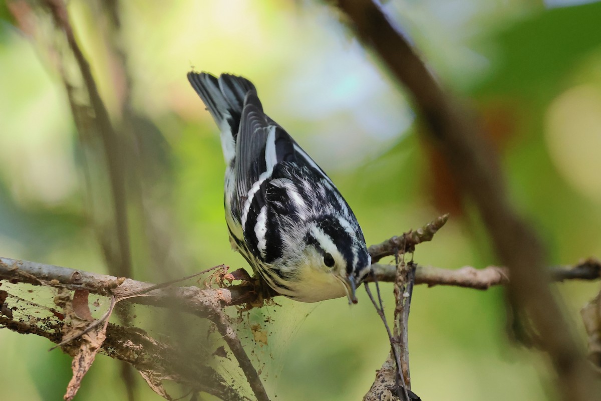 Black-and-white Warbler - ML623960790