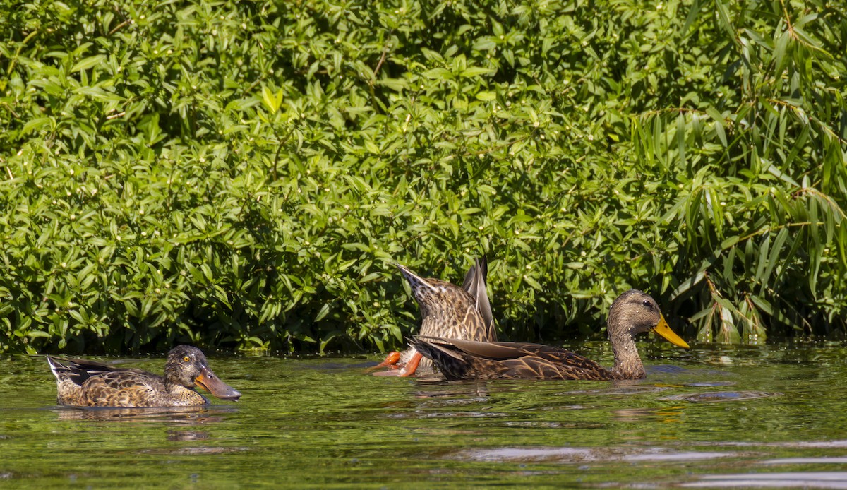 Canard souchet - ML623960793