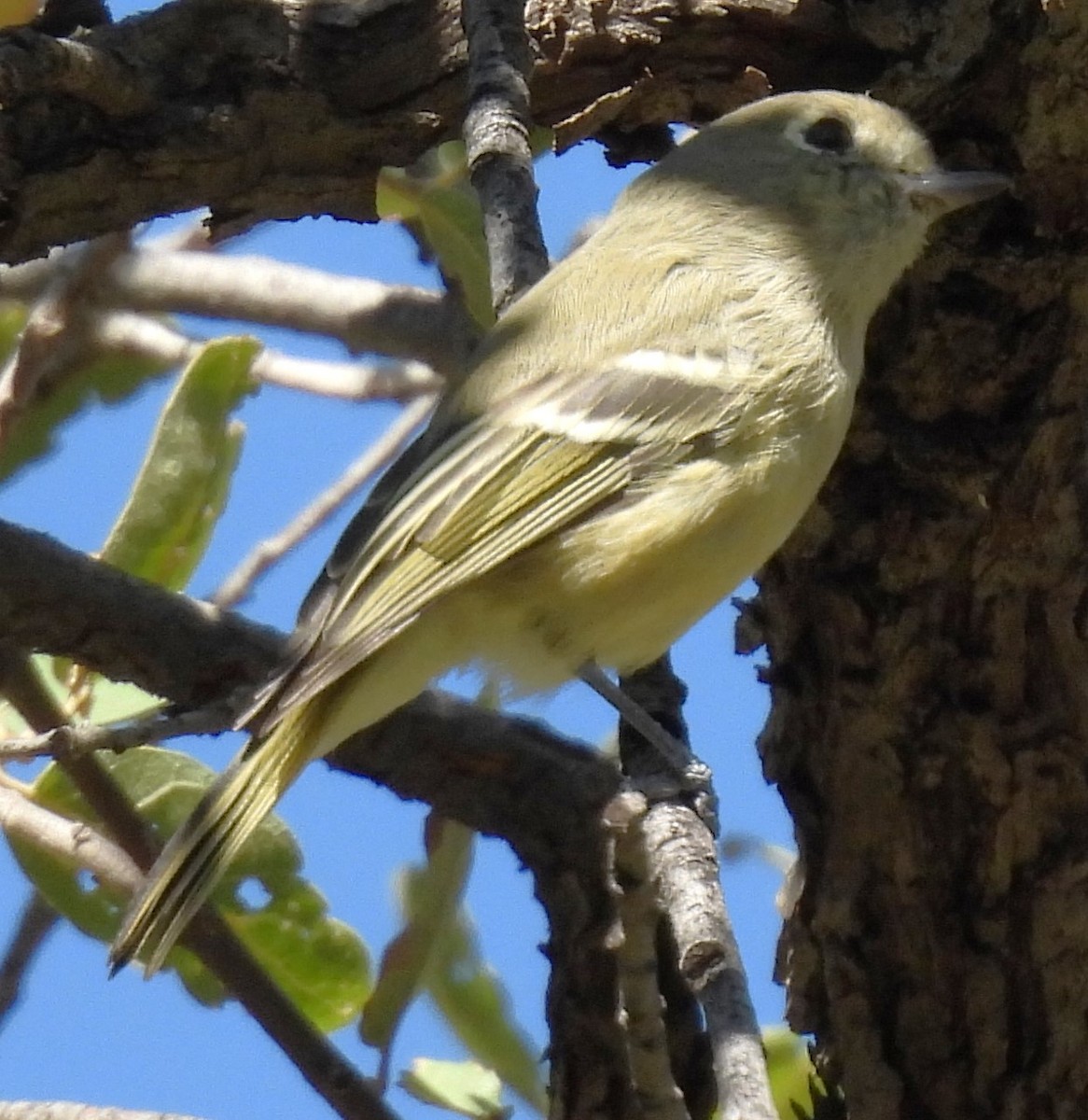 Vireo de Hutton - ML623960797