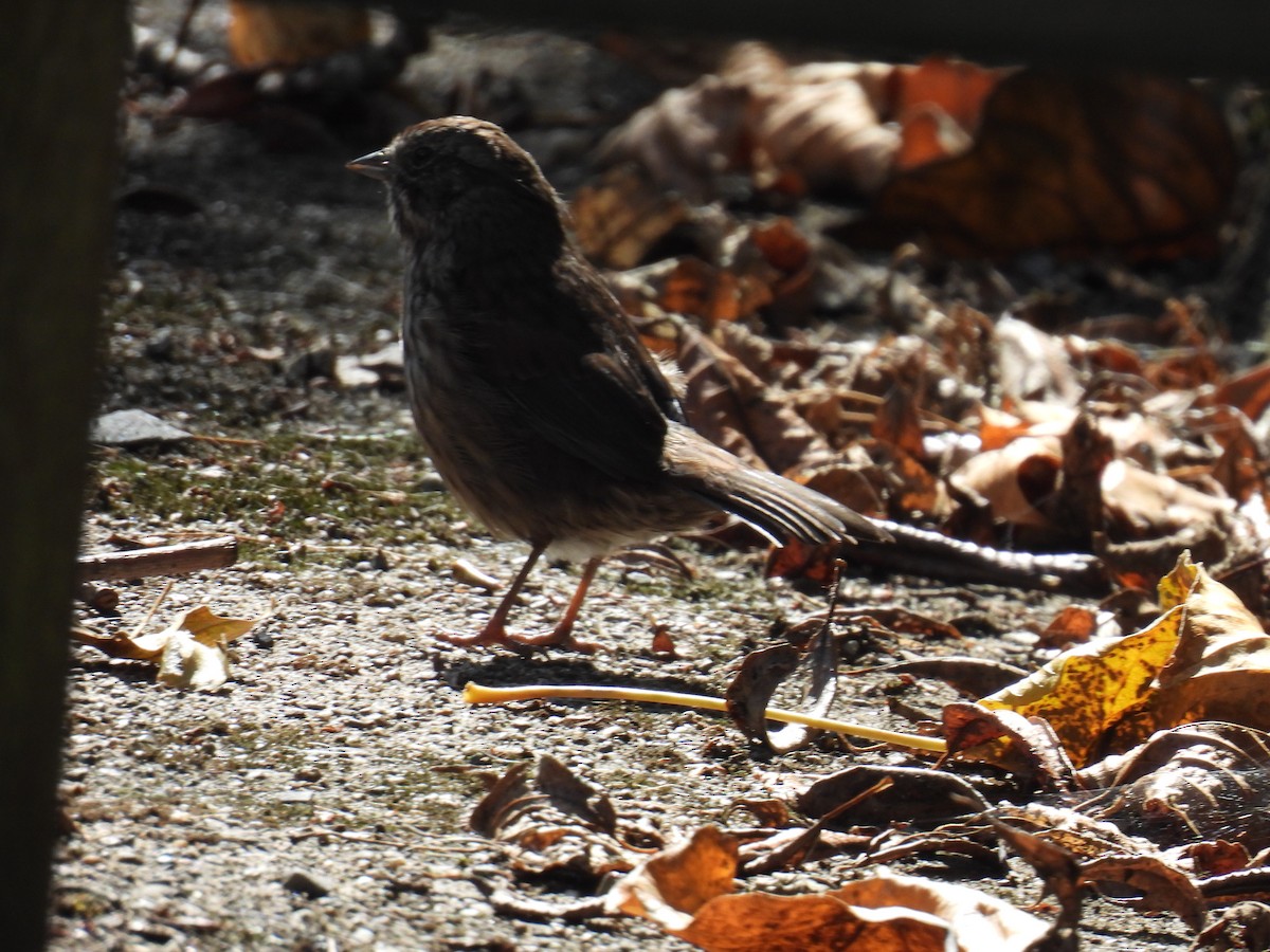 Song Sparrow - ML623960804