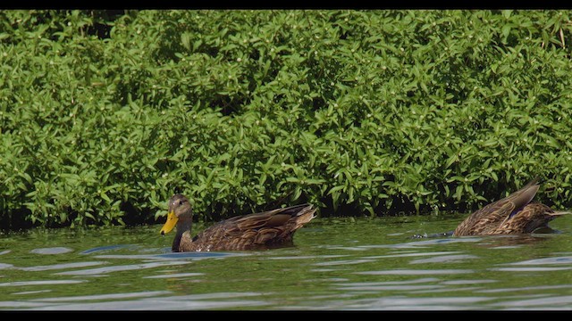 Mexican Duck - ML623960807