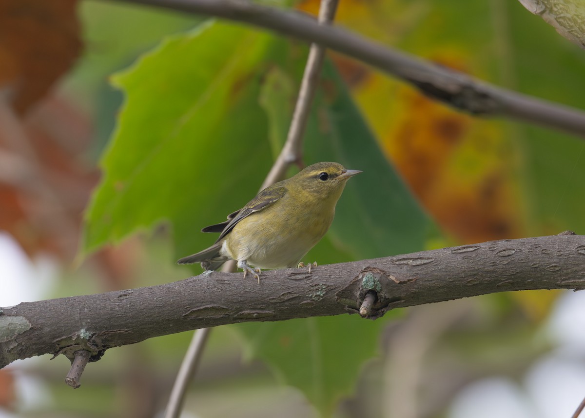 Tennessee Warbler - Sheila and Ed Bremer