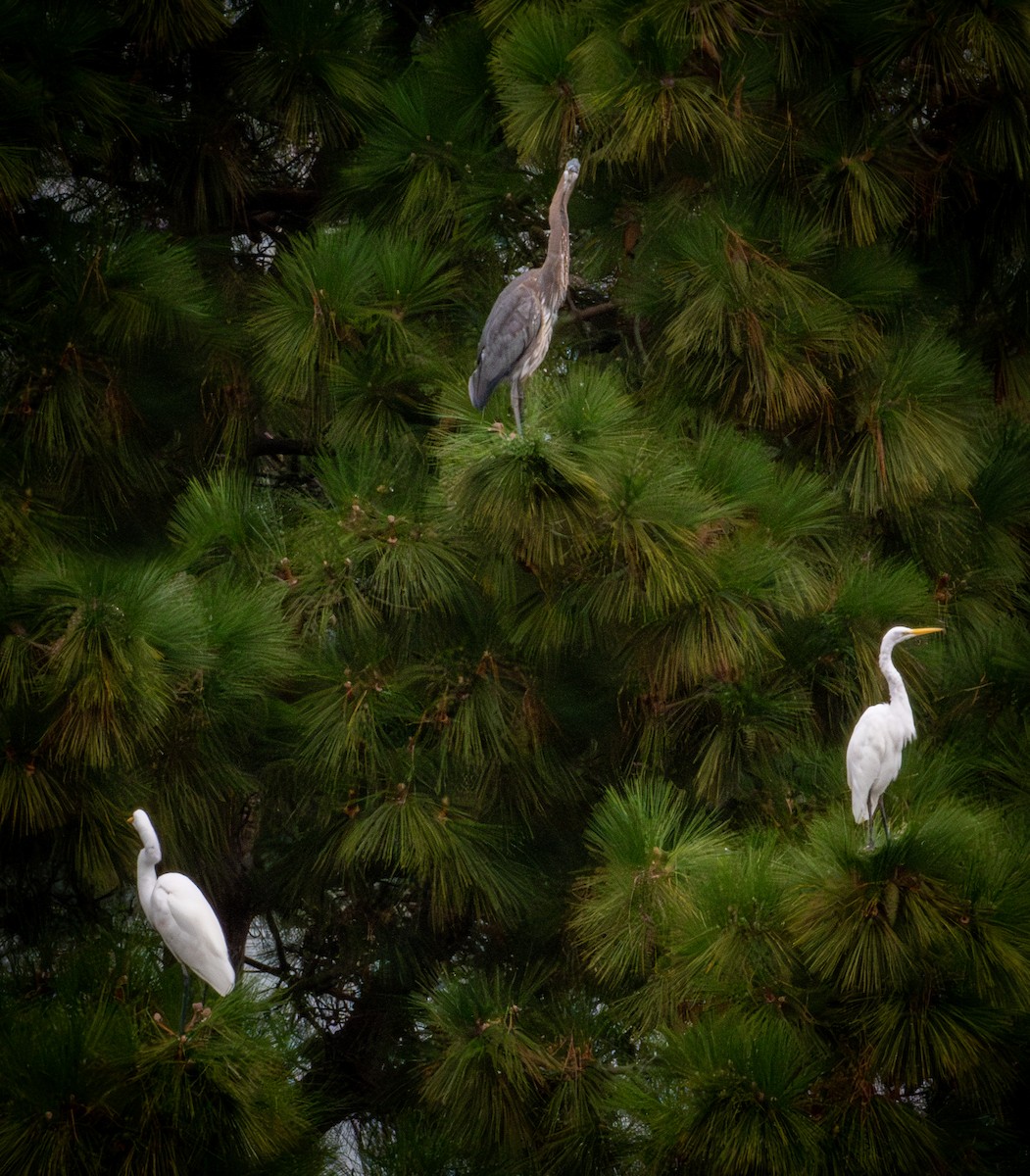 Great Egret - ML623960855