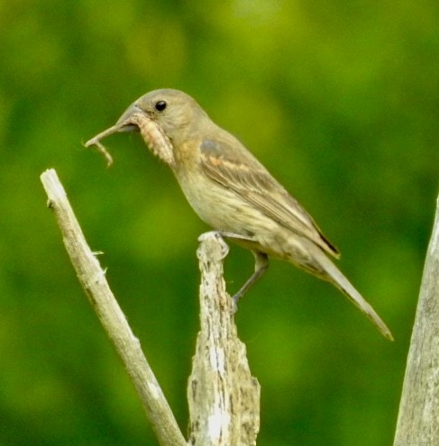 Blue Grosbeak - ML623960857