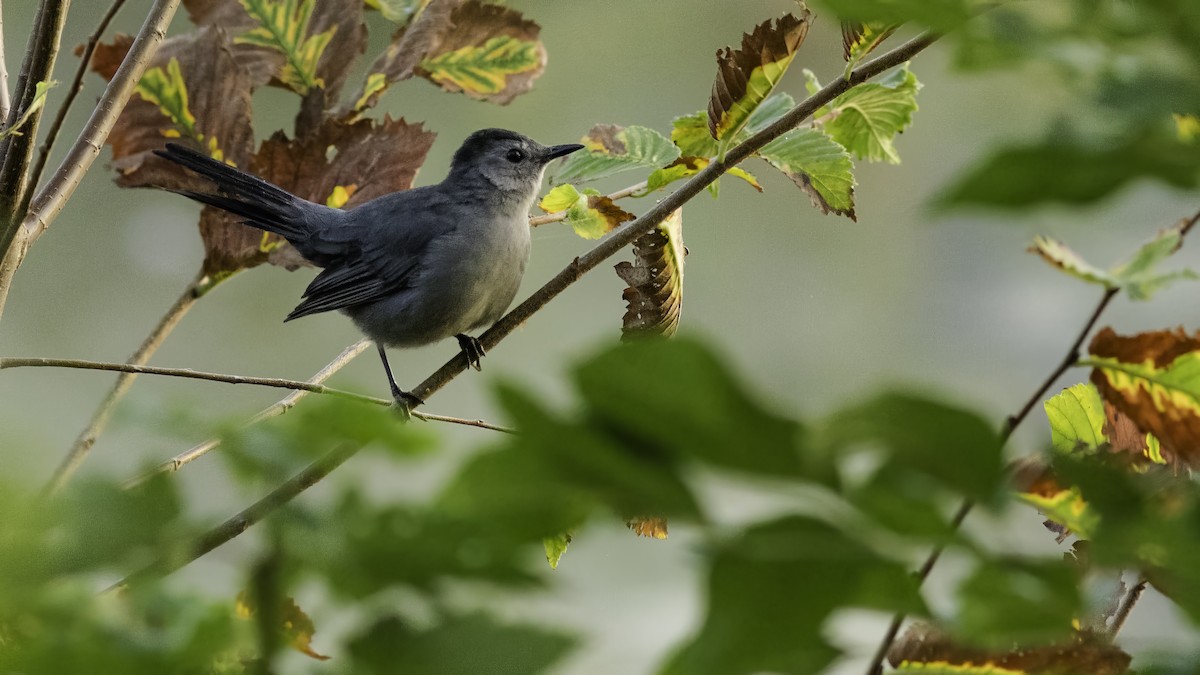 Gray Catbird - ML623960860