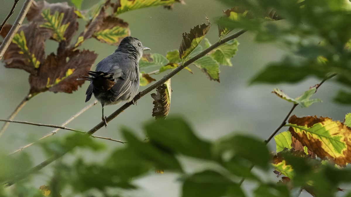 Gray Catbird - ML623960861