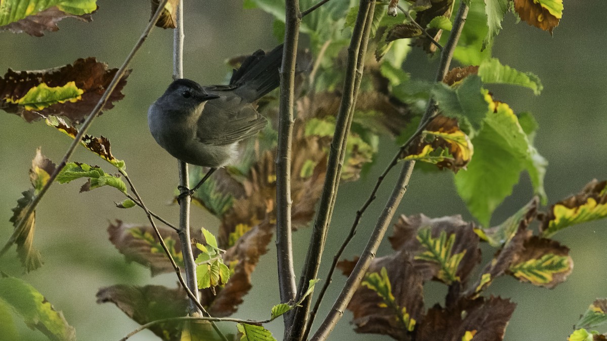 Gray Catbird - Todd Kiraly