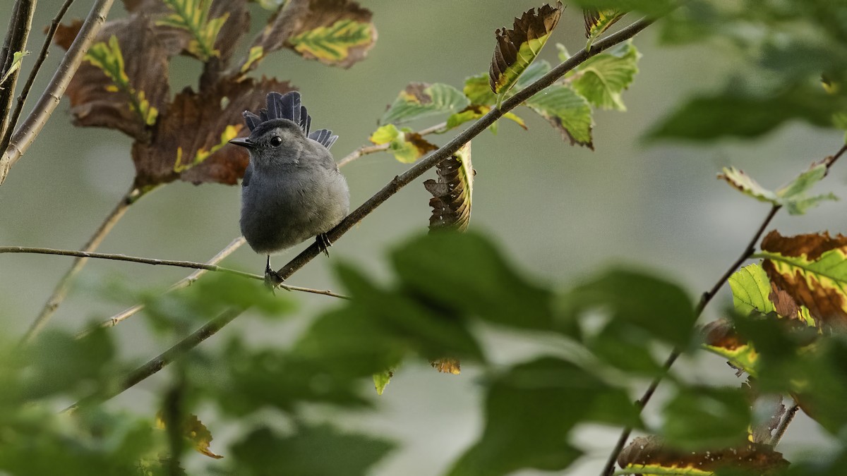 Gray Catbird - ML623960863