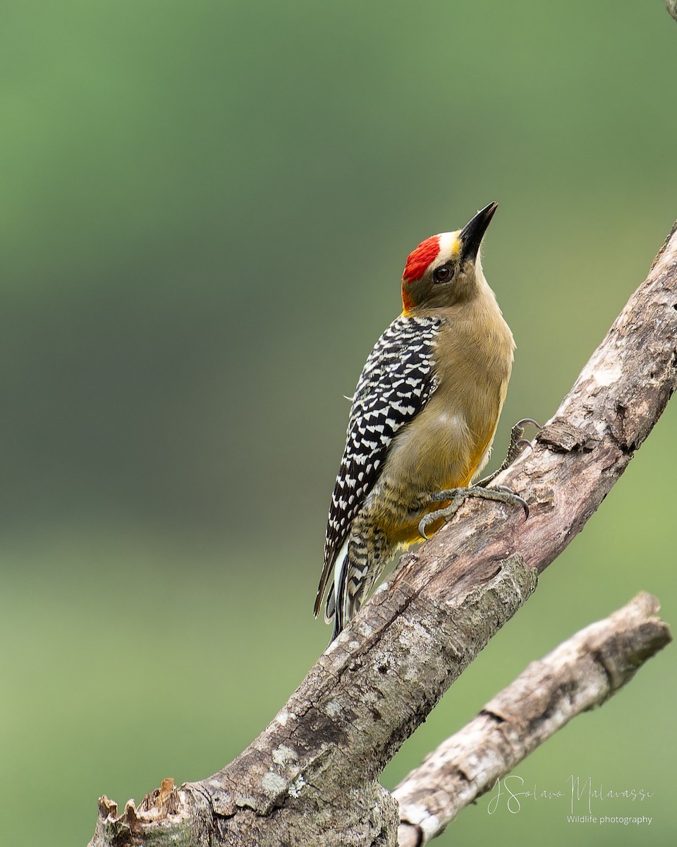 Hoffmann's Woodpecker - ML623960865