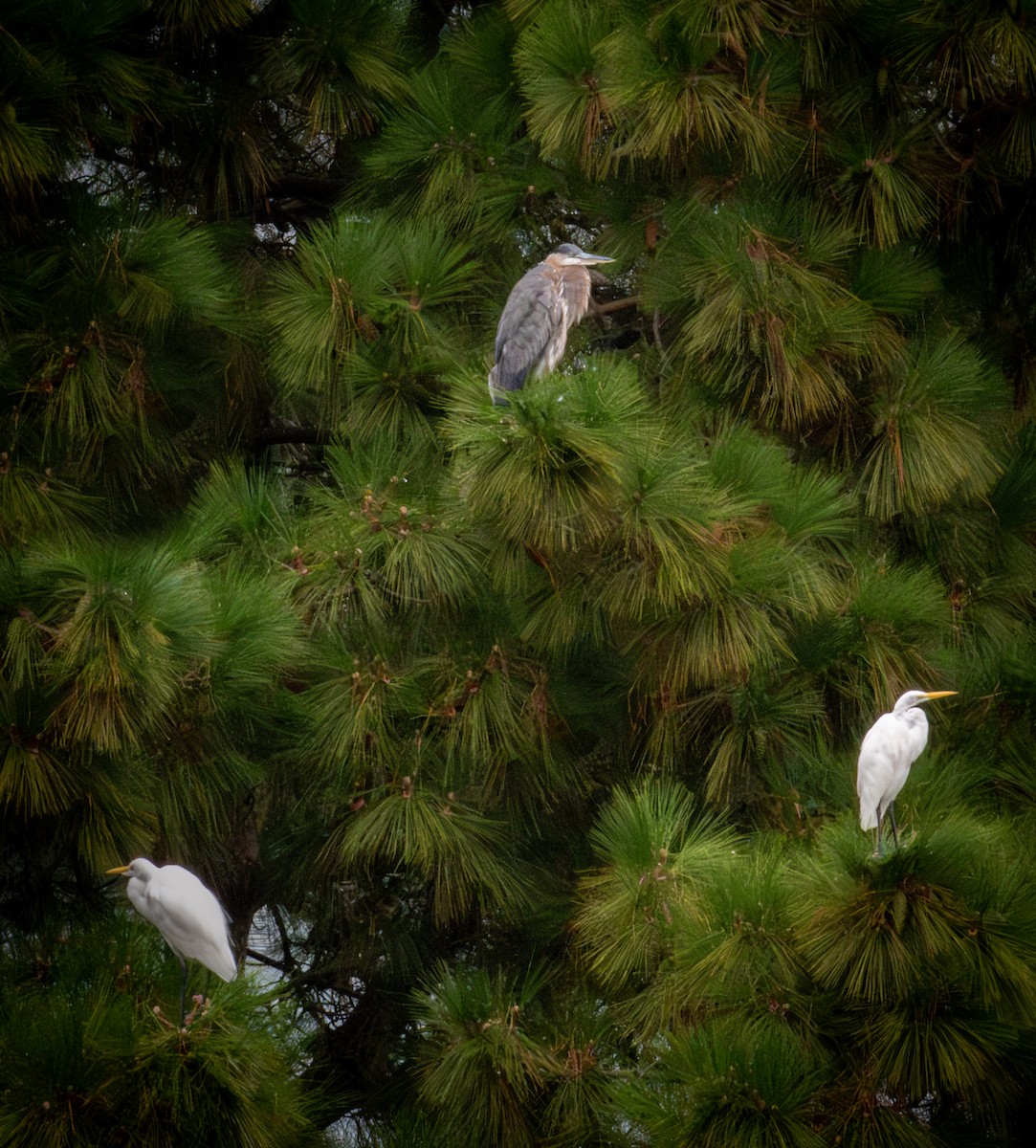 Great Blue Heron - ML623960866