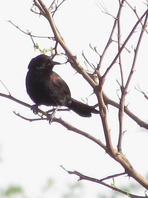 Variable Oriole - ML623960867