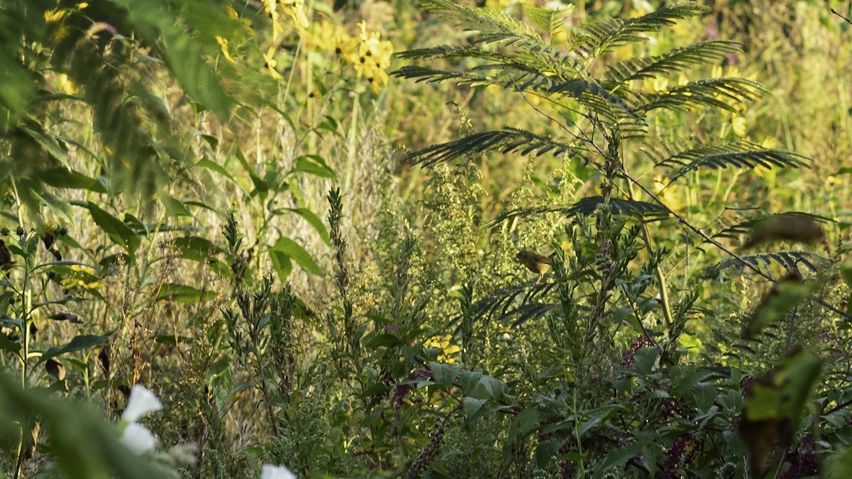 Common Yellowthroat - ML623960870