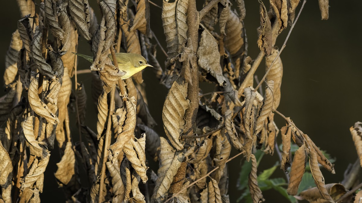 Common Yellowthroat - ML623960871