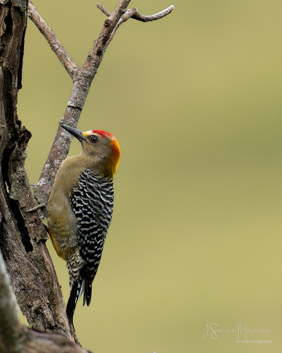 Hoffmann's Woodpecker - ML623960872