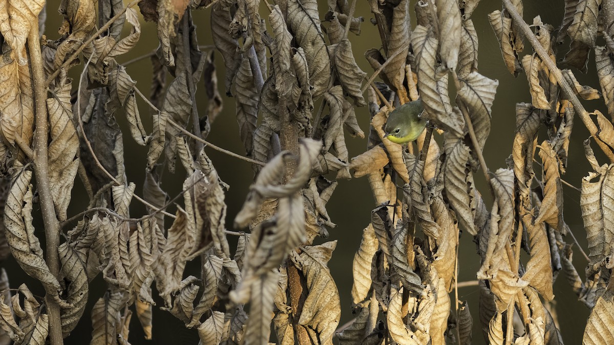 Common Yellowthroat - ML623960873