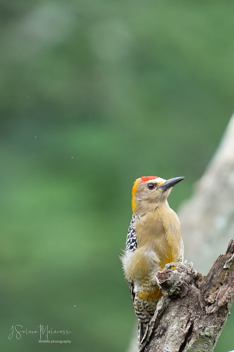 Hoffmann's Woodpecker - ML623960876