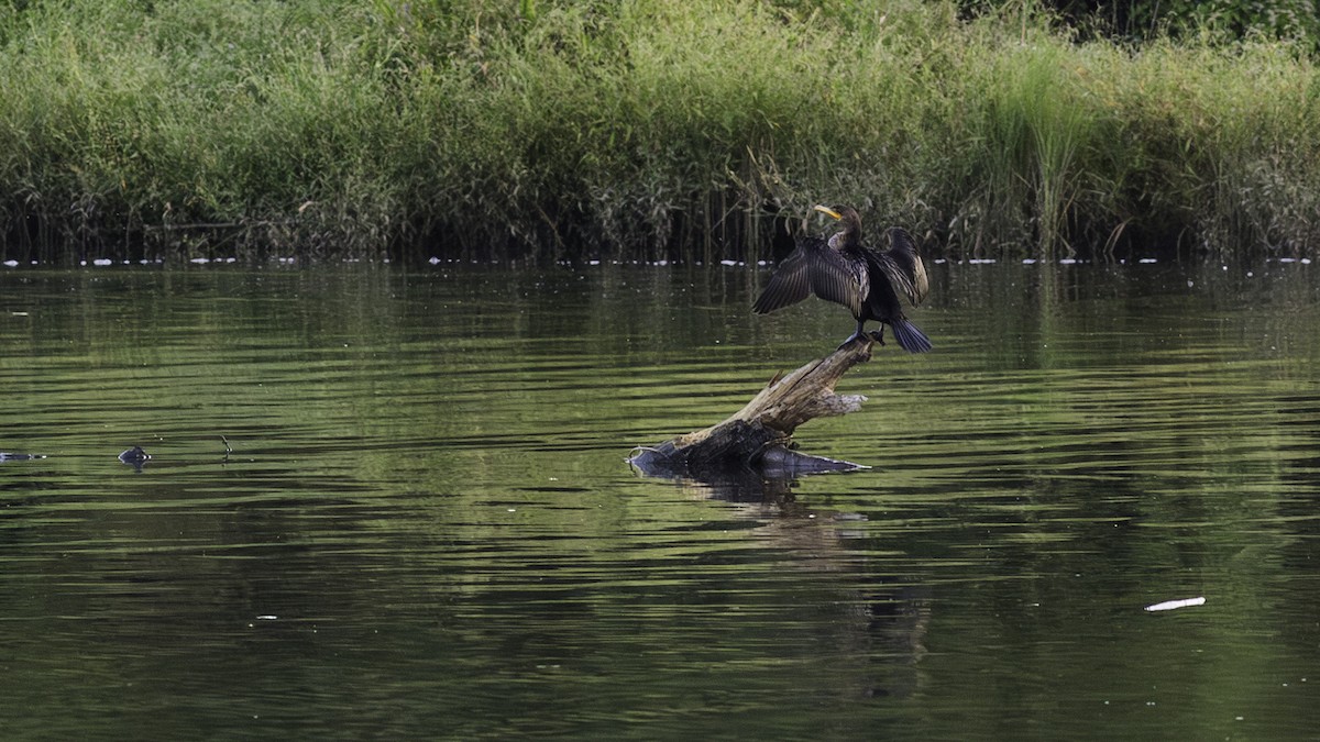 Double-crested Cormorant - ML623960877