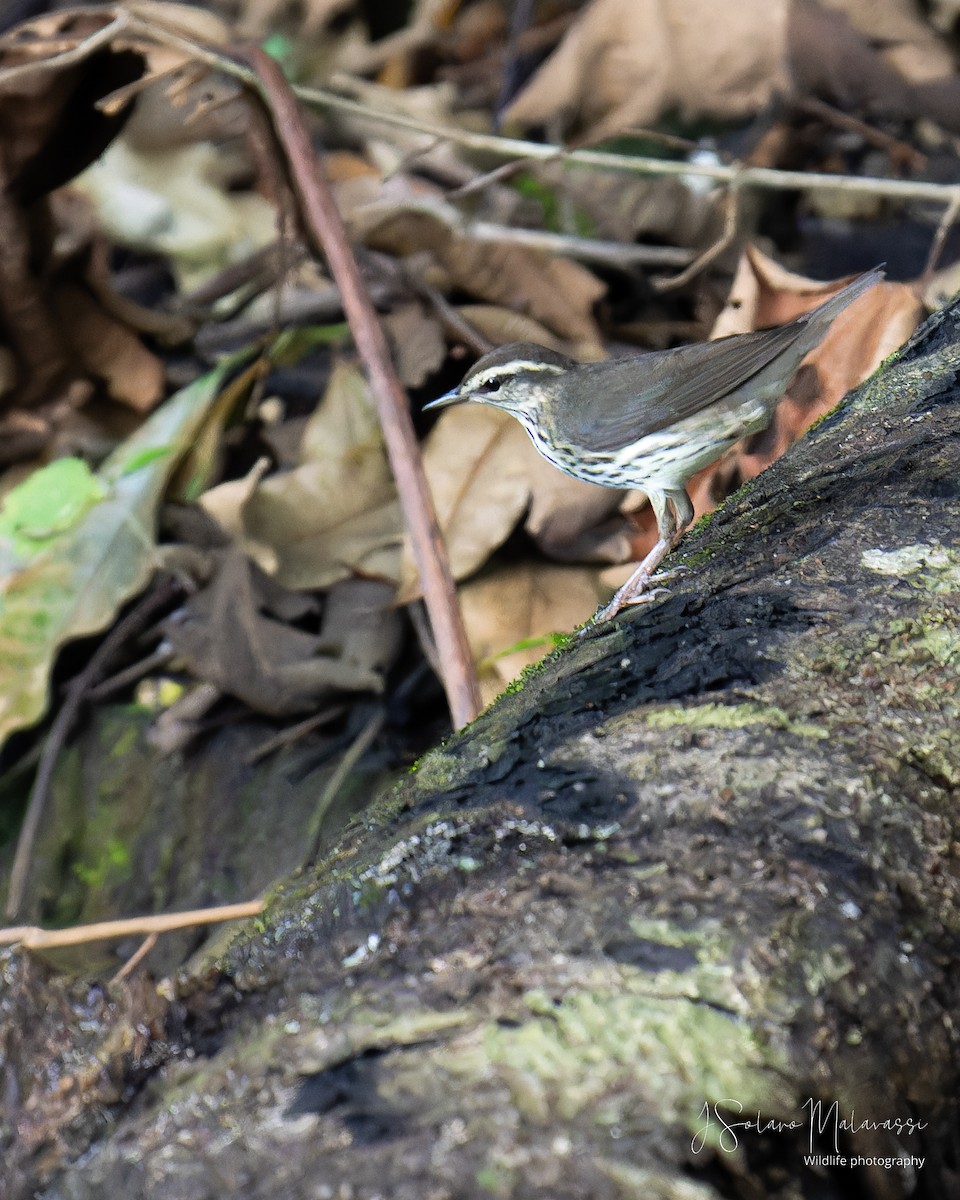 Louisiana Waterthrush - ML623960878