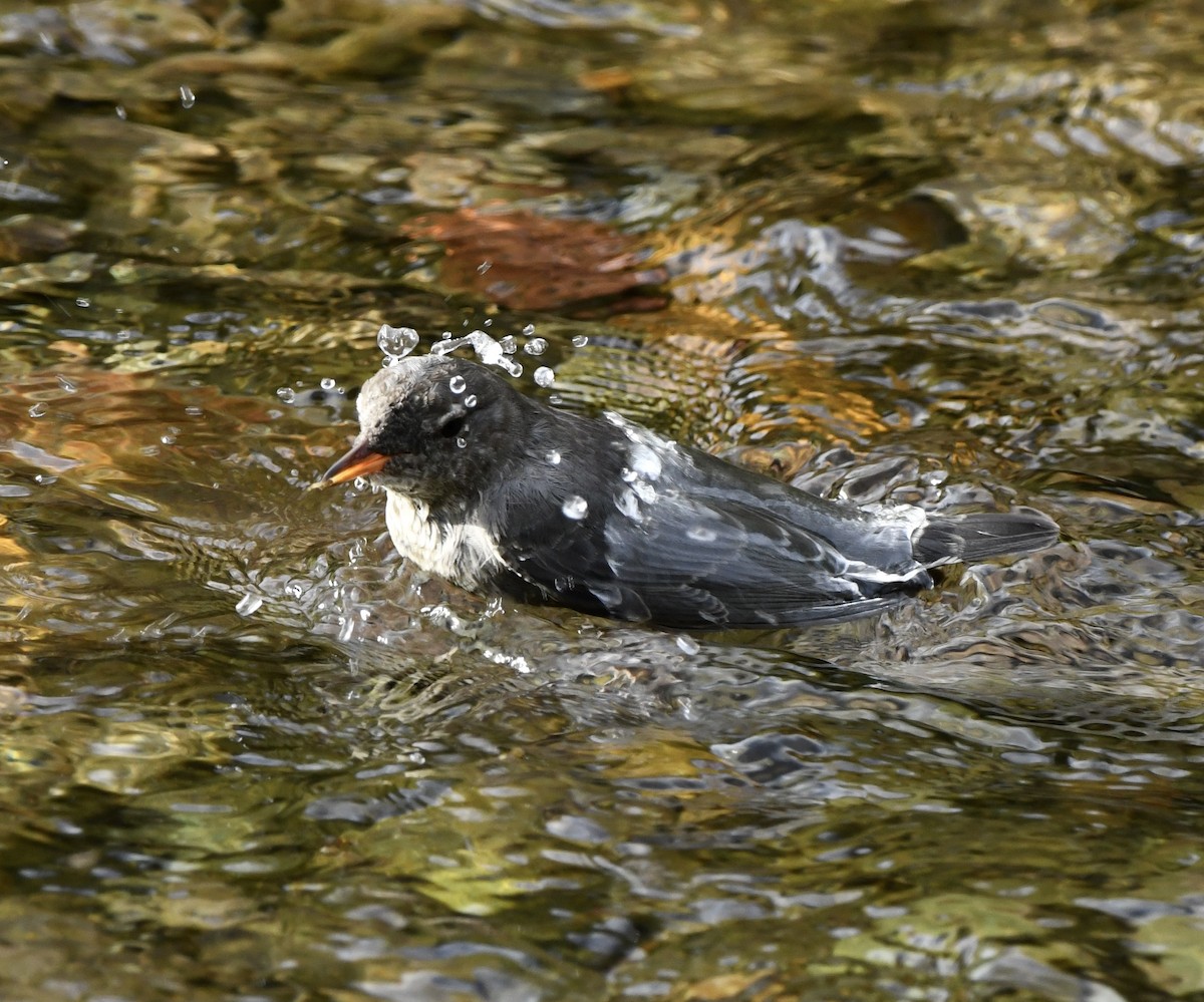 American Dipper - ML623960879