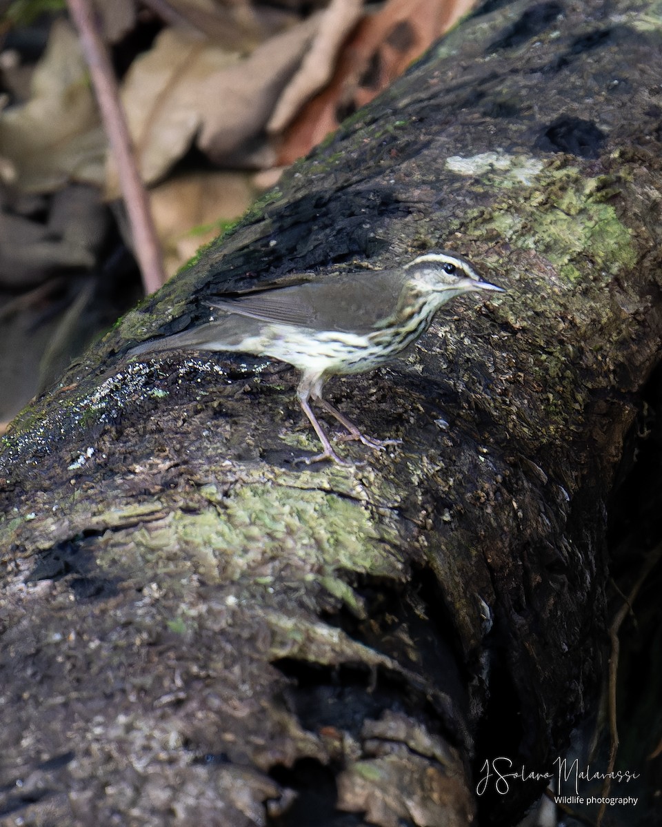 Louisiana Waterthrush - ML623960880