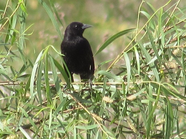 Chestnut-capped Blackbird - ML623960881