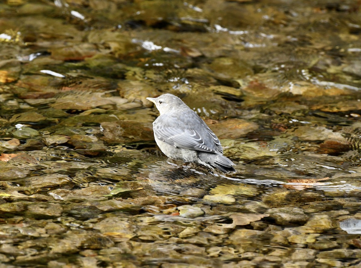 Grauwasseramsel - ML623960882