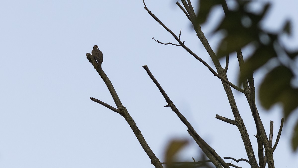 Mourning Dove - ML623960883