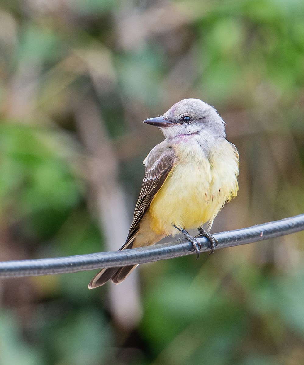 Western Kingbird - ML623960885