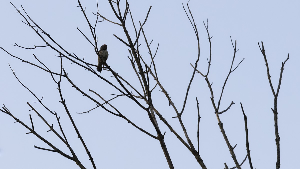 Northern Flicker - ML623960886