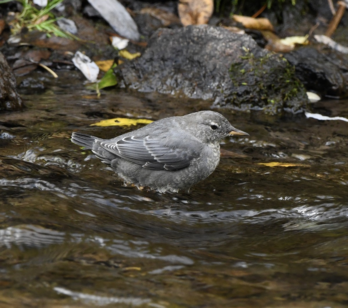 American Dipper - ML623960888