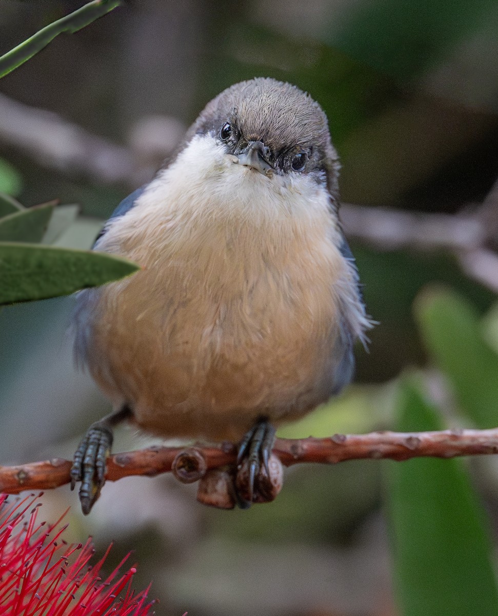 Pygmy Nuthatch - ML623960892