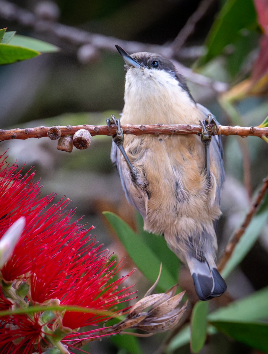 Pygmy Nuthatch - francesca pastine